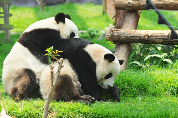 Quels sont les meilleurs spots pour observer les grands pandas en Chine?