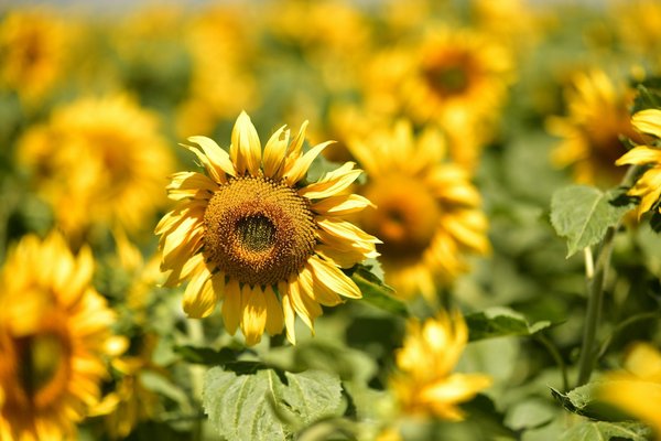 Voyage en Écosse : découvrez des séjours sur mesure inoubliables avec alainn tours